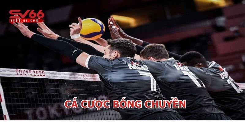 cá cược bóng chuyền
